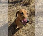 Small Photo #5 Doberman Pinscher-Unknown Mix Puppy For Sale in Randleman , NM, USA
