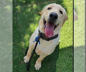 Riggs - Male Labrador Retriever-Unknown Mix Dog for Adoption - Photo #3