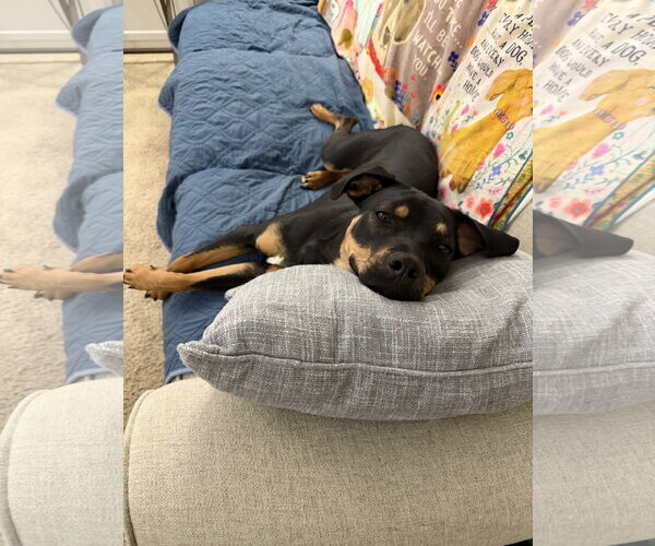 Medium Photo #3 Mutt Puppy For Sale in Doylestown, PA, USA