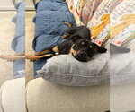 Small #2 Mutt