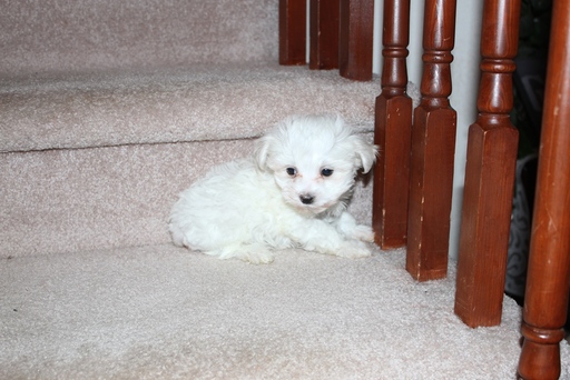 Medium Photo #1 Maltese Puppy For Sale in PARKER, CO, USA