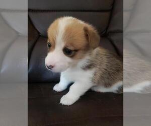 Medium Pembroke Welsh Corgi