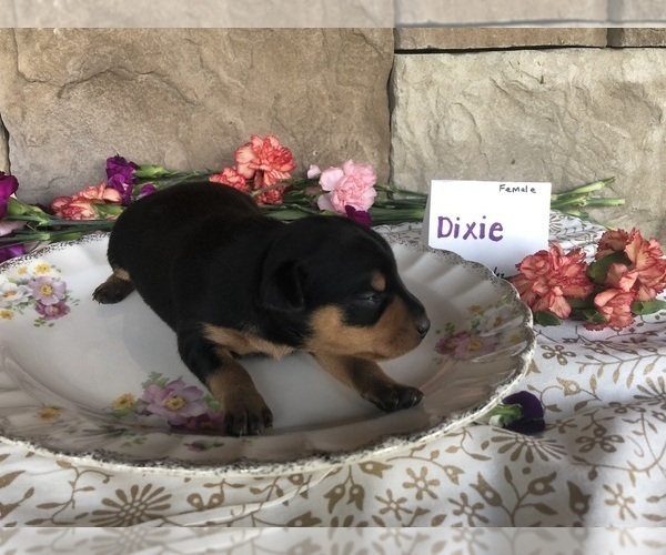Medium Photo #10 Miniature Pinscher Puppy For Sale in ACCIDENT, MD, USA