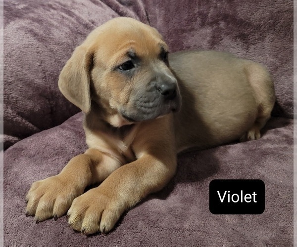 Medium Photo #5 Cane Corso Puppy For Sale in POMEROY, OH, USA
