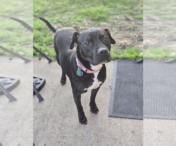 Medium Photo #14 American Pit Bull Terrier-Unknown Mix Puppy For Sale in Rosenberg, TX, USA