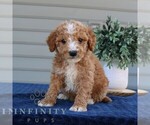 Small #1 Goldendoodle (Miniature)