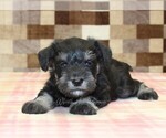 Small #2 Schnauzer (Miniature)