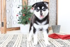 Small Photo #4 Pomsky Puppy For Sale in NAPLES, FL, USA