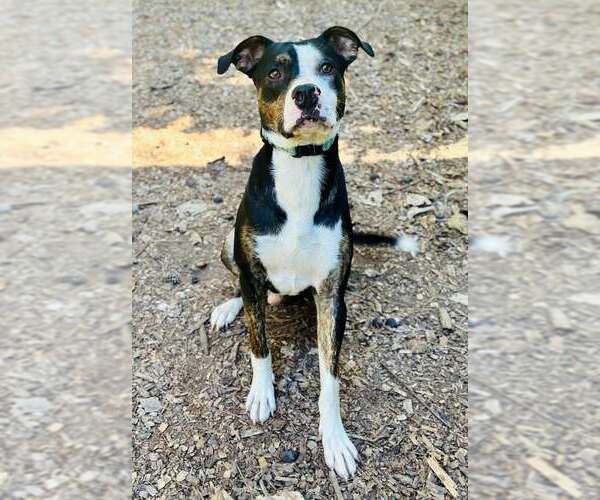 Medium Photo #1 Mutt Puppy For Sale in Clarkesville, GA, USA