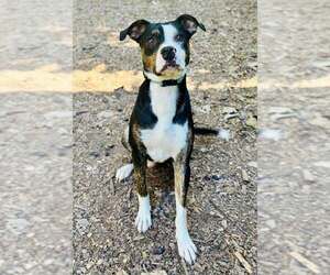 Mutt Dogs for adoption in Clarkesville, GA, USA