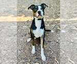 Bruno - Male Mutt Dog for Adoption - Small photo