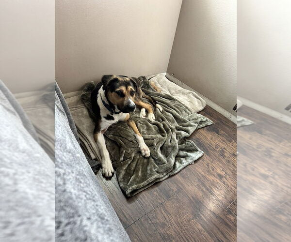 Medium Photo #5 Beagle-Unknown Mix Puppy For Sale in Dana Point, CA, USA