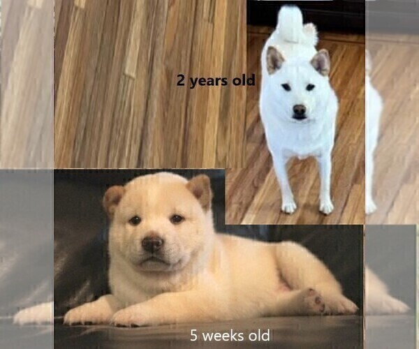 Medium Photo #3 Shiba Inu Puppy For Sale in SAN FRANCISCO, CA, USA