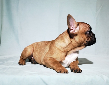 Medium Photo #7 French Bulldog Puppy For Sale in ADRIAN, MI, USA