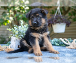 Puppy 4 German Shepherd Dog