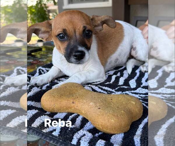 Medium Photo #1 Chihuahua-Unknown Mix Puppy For Sale in Turlock, CA, USA