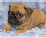 Small Photo #30 French Bulldog Puppy For Sale in WINNSBORO, TX, USA
