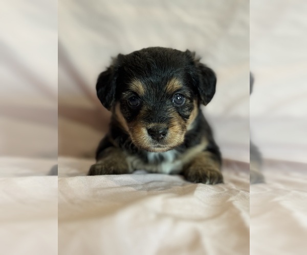 Medium Photo #3 Corgipoo Puppy For Sale in LONGMONT, CO, USA