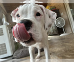 Small #7 Boxer