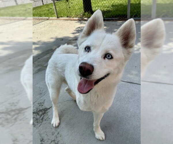Medium Photo #4  Puppy For Sale in , 