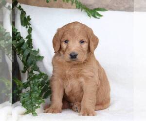 Labradoodle Puppy for sale in NEW ENTERPRISE, PA, USA