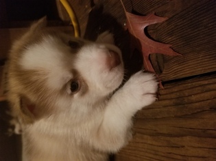 Siberian Husky Puppy for sale in LULA, GA, USA