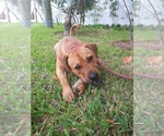 Small #45 Chinese Shar-Pei-Labrador Retriever Mix