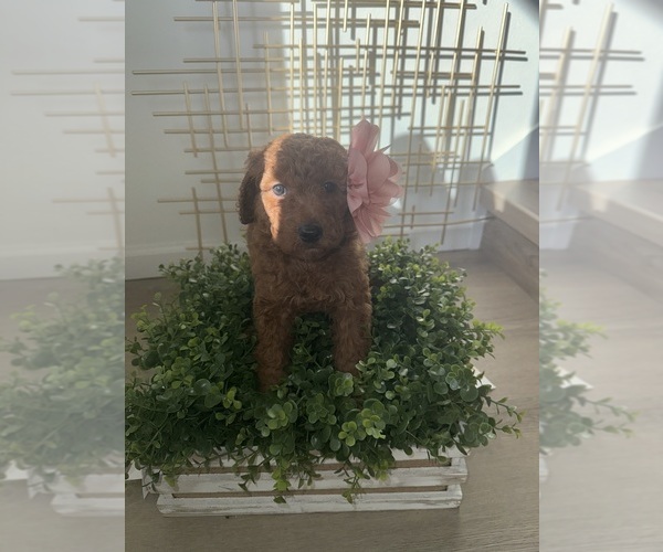 Medium Photo #5 Goldendoodle mix (+ Poodle Standard) Puppy For Sale in ORLANDO, FL, USA