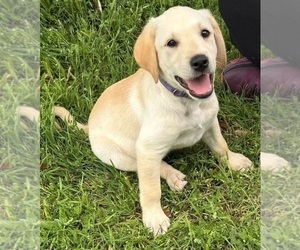 Labrador Retriever Puppy for Sale in PLANO, Texas USA
