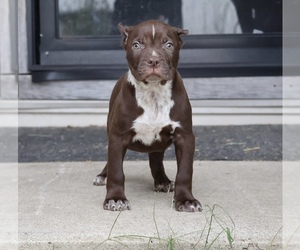 American Bully Puppy for sale in CHAMPAIGN, IL, USA