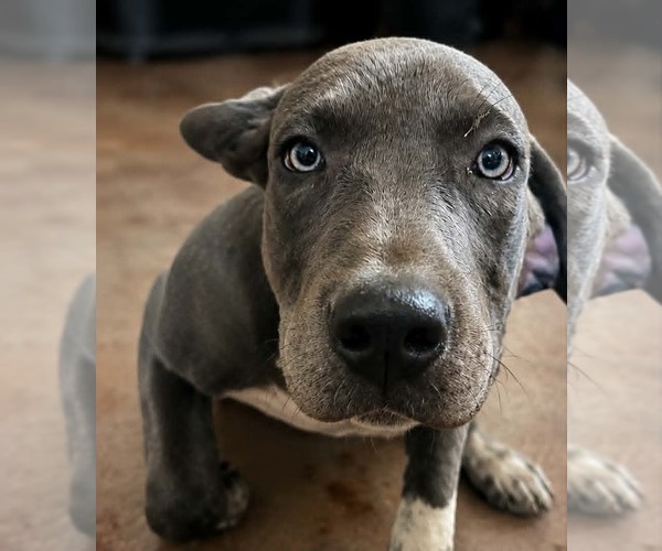 Medium Photo #1 American Staffordshire Terrier-Mastiff Mix Puppy For Sale in Minneapolis, MN, USA