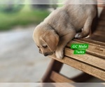 Small #2 Labrador Retriever