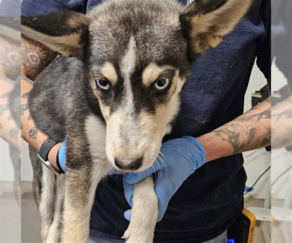 Medium Photo #1 Siberian Husky-Unknown Mix Puppy For Sale in Bakersfield, CA, USA