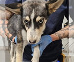 *JANICE - Female Siberian Husky-Unknown Mix Dog for Adoption - Small photo