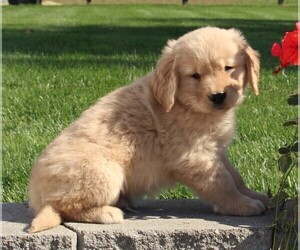 Golden Retriever Puppy for sale in FREDERICKSBURG, OH, USA