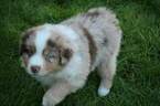 Small Photo #6 Miniature Australian Shepherd Puppy For Sale in MOUNT VERNON, WA, USA