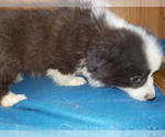 Small Photo #61 Australian Shepherd-Pembroke Welsh Corgi Mix Puppy For Sale in GALLEGOS, NM, USA