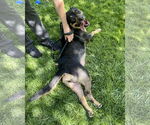 Small #5 German Shepherd Dog Mix
