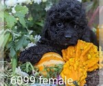 Small Photo #2 Cockapoo Puppy For Sale in CLARE, IL, USA