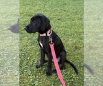 Small #3 Labrador Retriever Mix