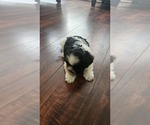 Small #3 Shih Tzu