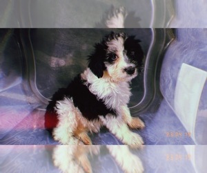 Aussiedoodle Miniature  Puppy for sale in DURHAM, CT, USA