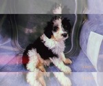 Small Photo #1 Aussiedoodle Miniature  Puppy For Sale in DURHAM, CT, USA