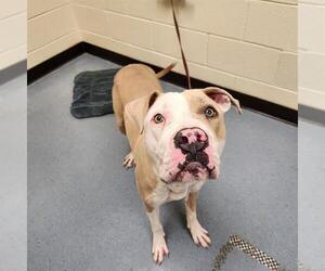 Bullypit Dogs for adoption in Denver, CO, USA
