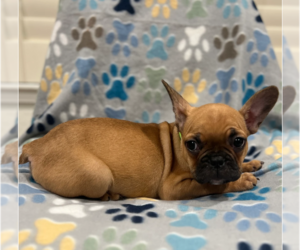French Bulldog Puppy for sale in SACRAMENTO, CA, USA
