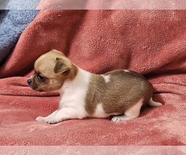 Medium Photo #21 Chihuahua Puppy For Sale in MOUNT AIRY, NC, USA