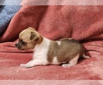 Small Photo #5 Chihuahua Puppy For Sale in MOUNT AIRY, NC, USA