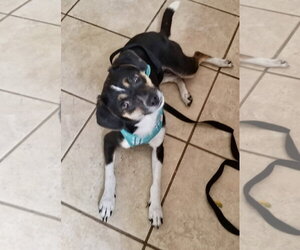 Raggle Dogs for adoption in Mount Laurel, NJ, USA