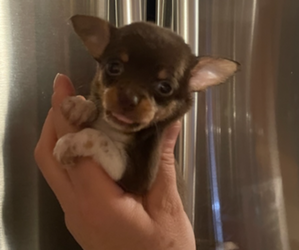 Chihuahua Puppy for sale in CASTLE HAYNE, NC, USA
