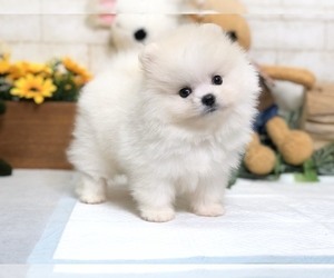 Pomeranian Puppy for sale in SEATTLE, WA, USA